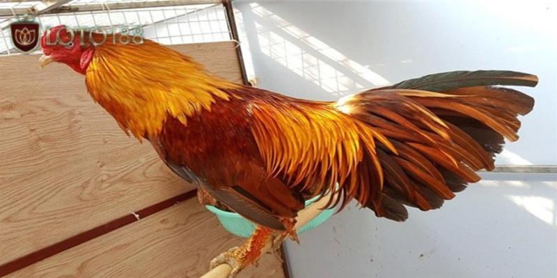 cach-choi-ga-vay-rong