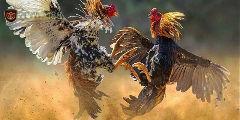 loi-ich-khi-biet-cac-the-da-ga- hay