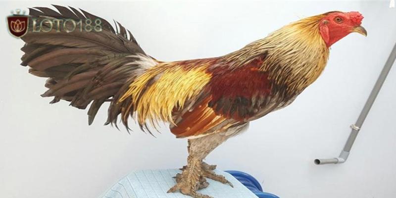 nguon-goc-ga-vay-rong