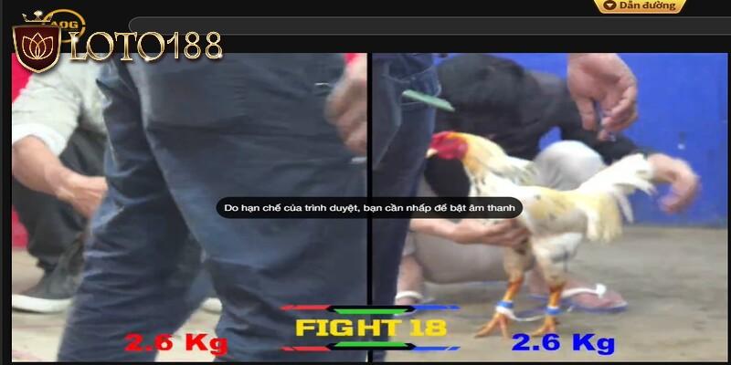 quy-dinh-luat-chap-trong-da-ga-tien-can-nam-vung-khi-giai-tri-tai-loto188